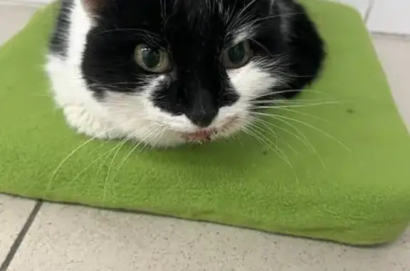 Найдена кошка, Тюменская область, фото: Кошка найдена в Боровском, Тюменская обл.