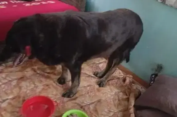 Пропал пёс Шархан, ул. Берёзовая Роща, 46