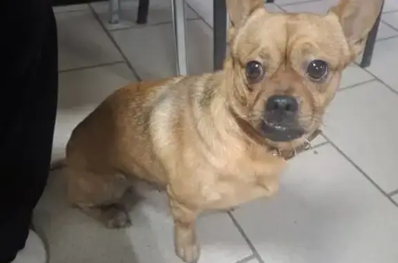 Найдена собака, Уфа, Башкортостан