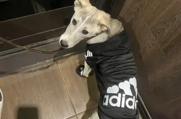 Пропала собака, пр. 70 лет Октября, 116