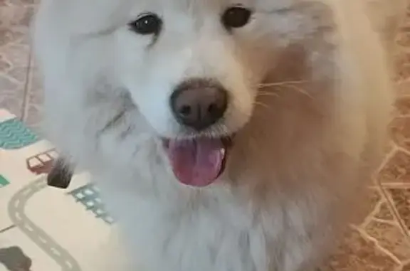 Найдена собака, , фото: Самоед найдена в Власово, Раменский район