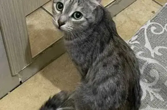 Найдена кошка, Челябинск, фото: Найдена кошка, Челябинск, Чичерина 28