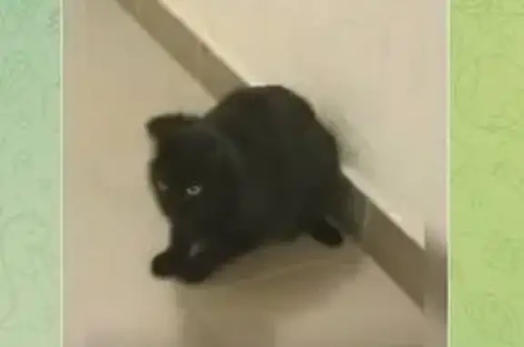 Пропала кошка, ул. Дивноморская, 37Б к1