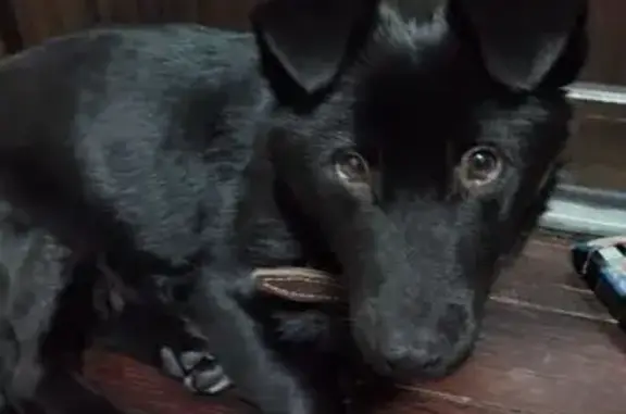 Собаки потеряшки, Минусинск, фото: Потеряшка собака, Октябрьская 15, Минусинск