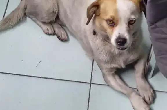 Объявления о пропавших и найденных животных, Кемеровская область, фото: Найдена собака, Киселёвск, Кем. обл.