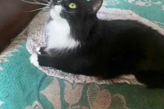 Пропал кот Мусик, Совхоз 