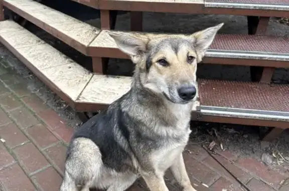 Найдена собака, Калуга, фото: Собака ищет хозяина: ул. Жукова, 39, Калуга