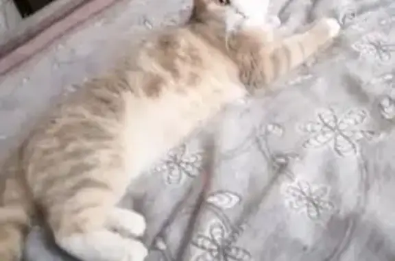 Пропала кошка, ул. Тимирязева, 29