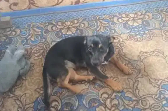 Пропала собака, Ревда, Свердловская обл.