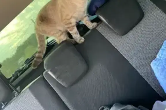 Пропала кошка, ул. Чишмале, Нижнекамск