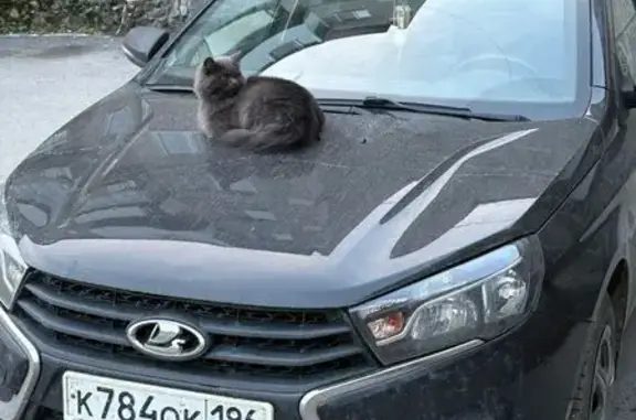 Пропала кошка, ул. Короленко 8, Серов