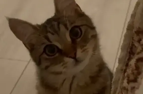 Пропала кошка, ул. Шевкунова, помогите!