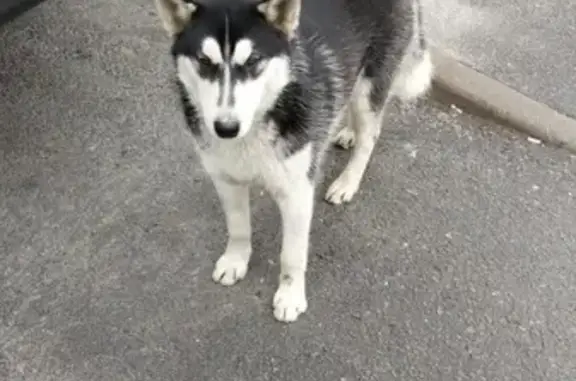 Найдена собака, Санкт-Петербург, фото: Собака найдена: Митрофаньевское ш. д. 7