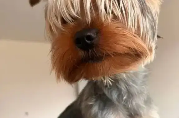 Собаки потеряшки, Чита, фото: Потеряшка собака, пр. Фадеева, Чита