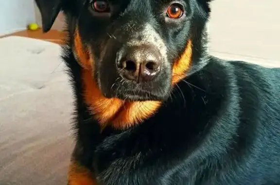 Собаки потеряшки, Санкт-Петербург, фото: Потеряшка собака, Планерная ул., 43 к1