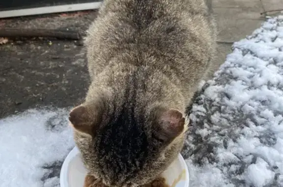 Кошка найдена: Приморская 2, Зеленоградск