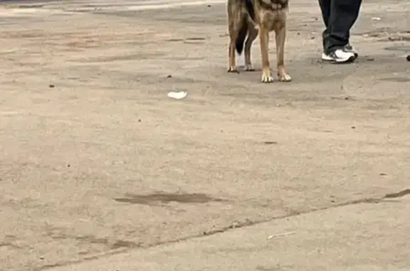 Найдена собака, , фото: Потерян пёс у УдГУ, Удмуртская ул., Ижевск