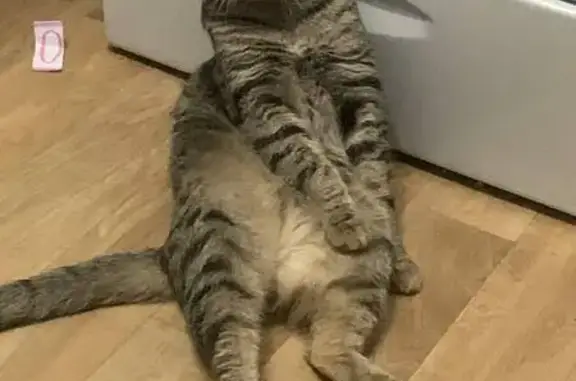 Кошки потеряшки, Северск, фото: Потеряшка кошка, ул. Ленина 80, Северск