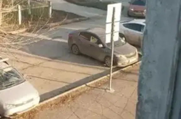 Найдена собака, Самара, фото: Найдена собака, Физкультурная 122, Самара