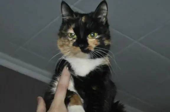 Пропала кошка Сима, ул. Барбюса, Челябинск