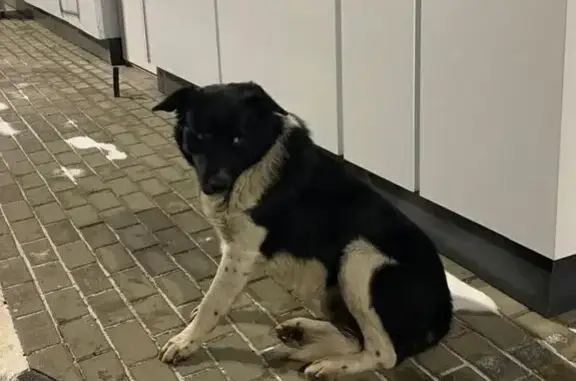 Пропала собака у Teboil, трасса М2, 364 км