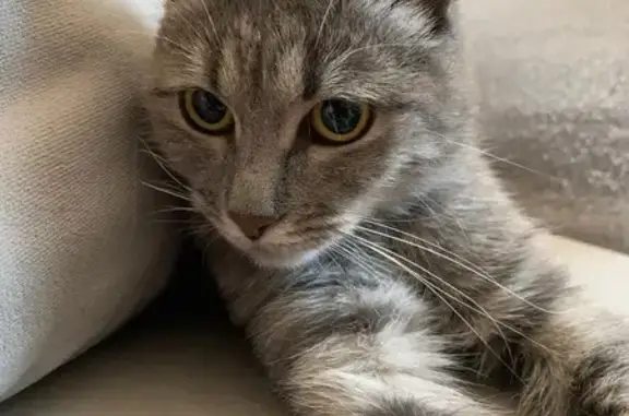 Найдена кошка, Владимир, фото: Кошка найдена на Горького, 75, Владимир