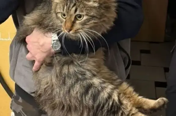 Кошки потеряшки, Москва, фото: Потеряшка кошка, Погонный проезд, 50