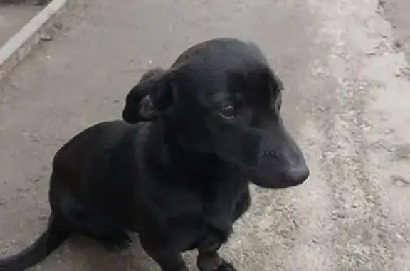 Найдена собака, Сердобск, фото: Найдена собака, ул. Гагарина, Сердобск