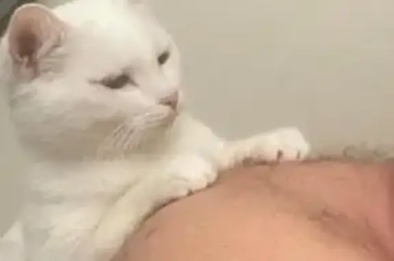 Пропала белая кошка, Коммунальная, Озёры