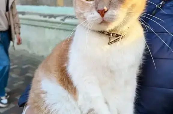 Рыжая кошка найдена, ул. Мира 392/76