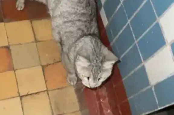 Найдена кошка, Москва, фото: Кошка найдена: Пересветов пер., 6, Москва