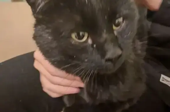 Найдена кошка, Чита, фото: Кот найден на Шилова, 43, Чита