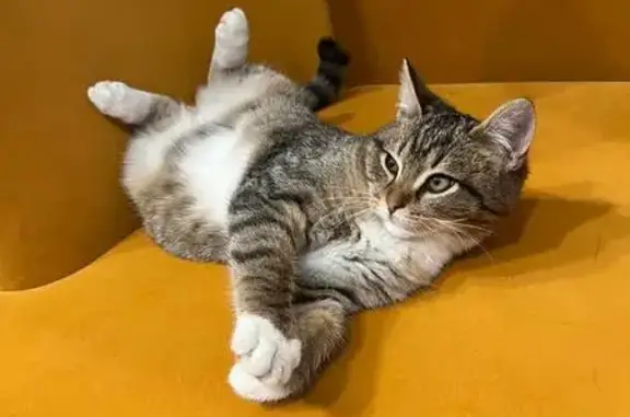 Найдена кошка, Пермь, фото: Найдена кошка, Шоссе космонавтов 309а