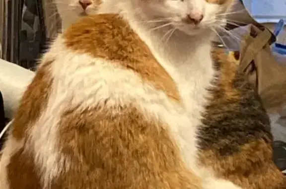 Кошки потеряшки, Москва, фото: Потеряшка кошка, Кусковская ул. 33, Москва