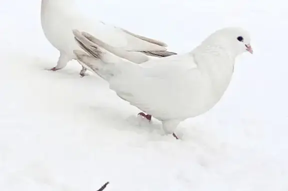 Потеряны голуби на ул. Германа...