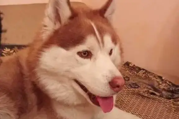 Пропала собака в Усть-Заостровке, Омск