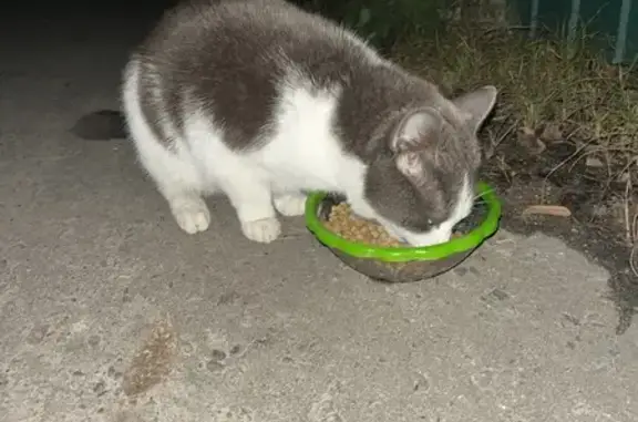 Найдена кошка, Муром, фото: Кошка найдена: Коммунистическая 9, Муром