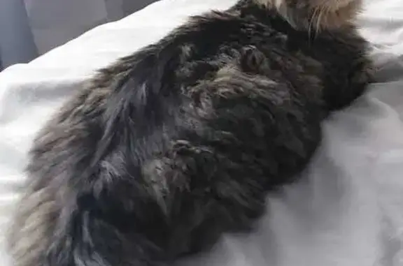 Пропал кот Кузя, 29К-027, с. Кузьмищево