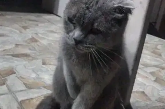 Пропала кошка у Мефодиевского рынка, Новороссийск