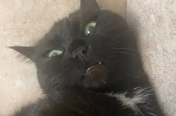 Пропала черная кошка, Жуковского 45, Курск