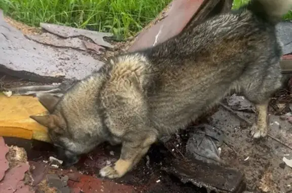Пропала собака, ул. 2П-2, 50А с6, Нижневартовск