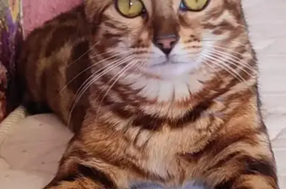 Пропала бенгальская кошка, Школьная, Глинищево