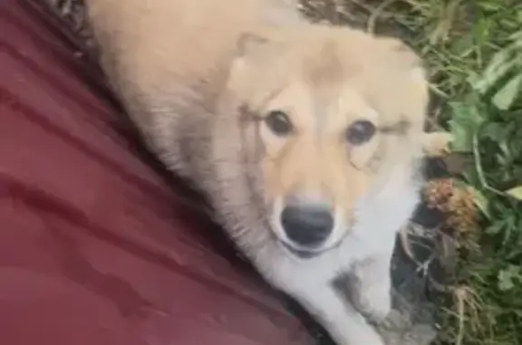 Пропала лайка, Белоярский, Свердловск.