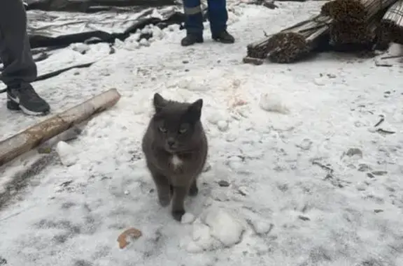Найдена кошка, Екатеринбург, фото: Кошка найдена: Московский тракт, Екатеринбург