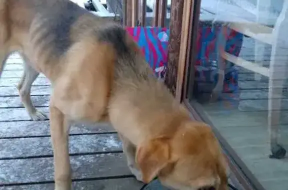 Найдена собака, Ларионовское сельское поселение, фото: Найдена собака, 41К-185, Ларионово