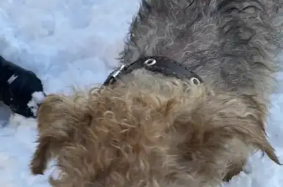 Найдена собака, Калининградская область, фото: Найдена собака у Юж. вокзала, Калининград