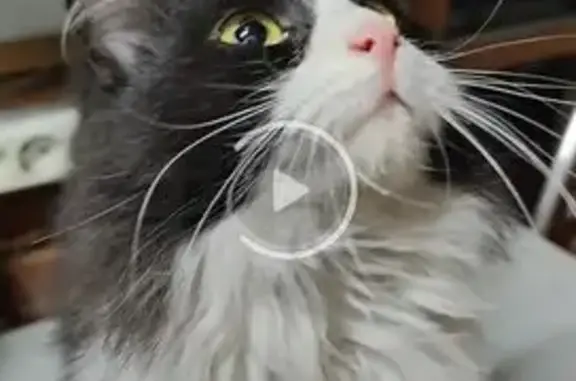 Кошка найдена: А-136, Краснодар