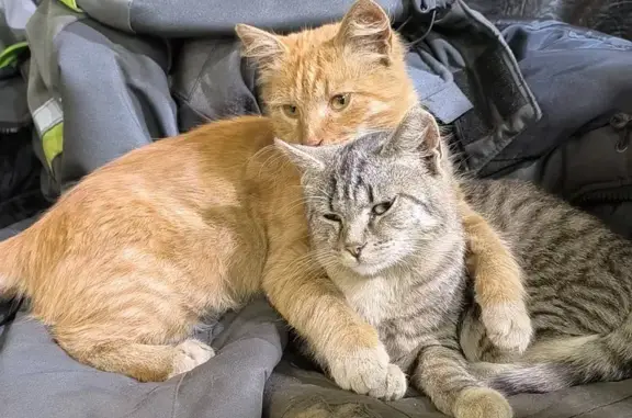 Пропала серая кошка, Рязанская 3К, Тула