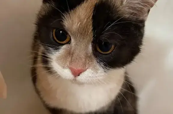 Трехцветная кошка найдена: Железнодорожная 9