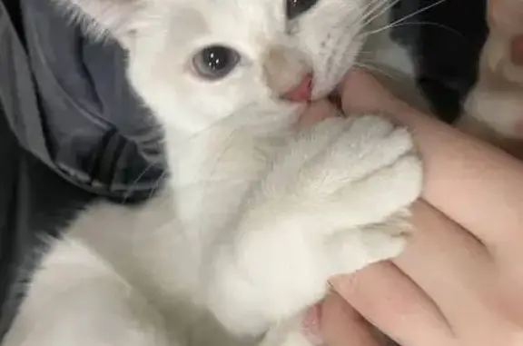 Пропала кошка, 21, Малые Слудицы